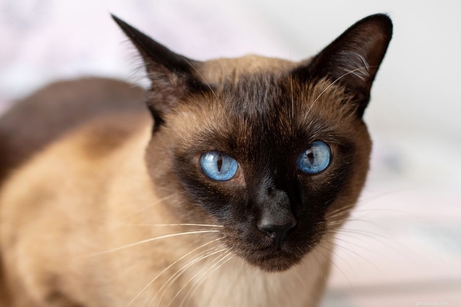 Top 10 Cat Breeds with Stunning Blue Eyes
