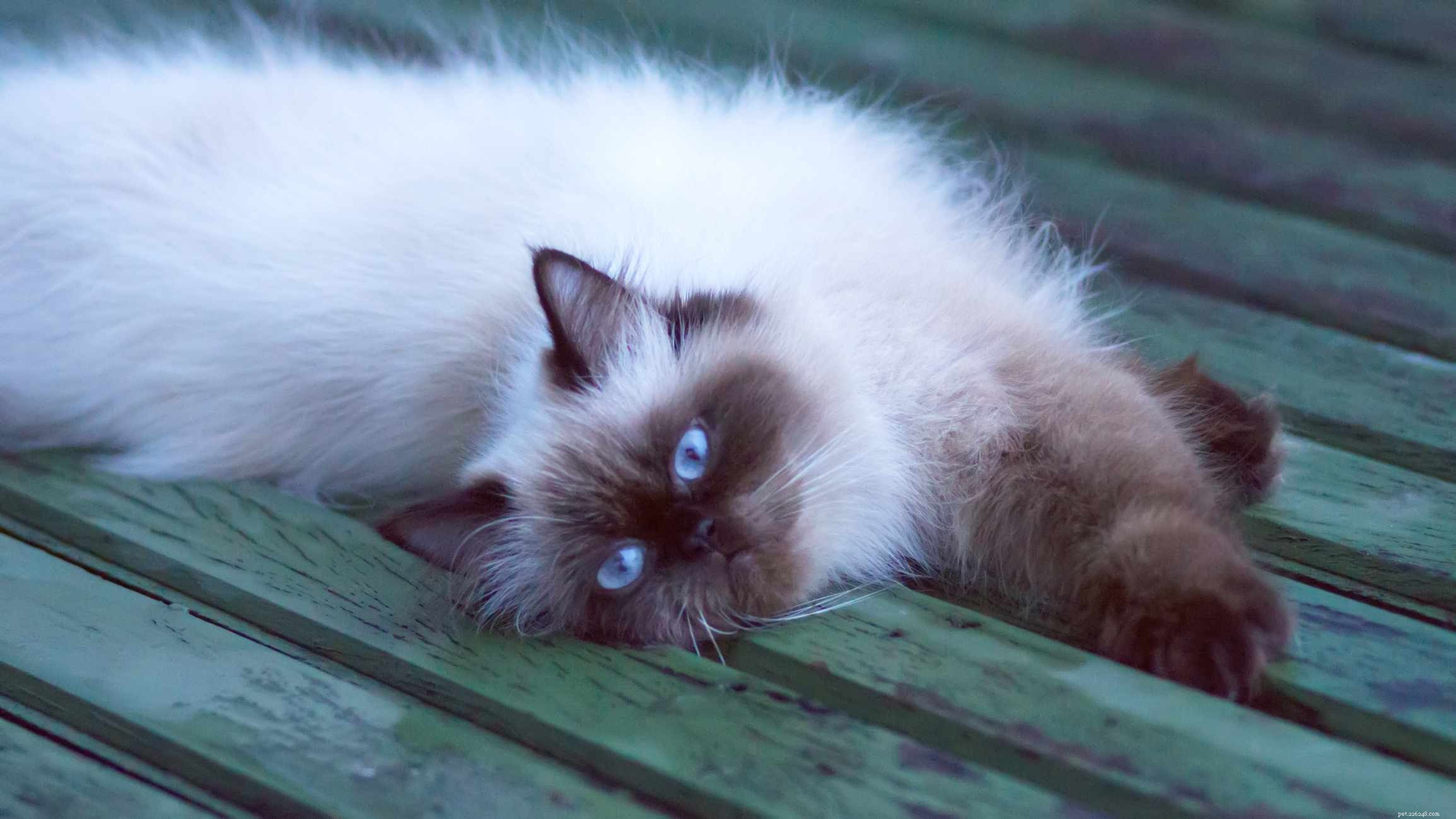 Top 10 Cat Breeds with Stunning Blue Eyes