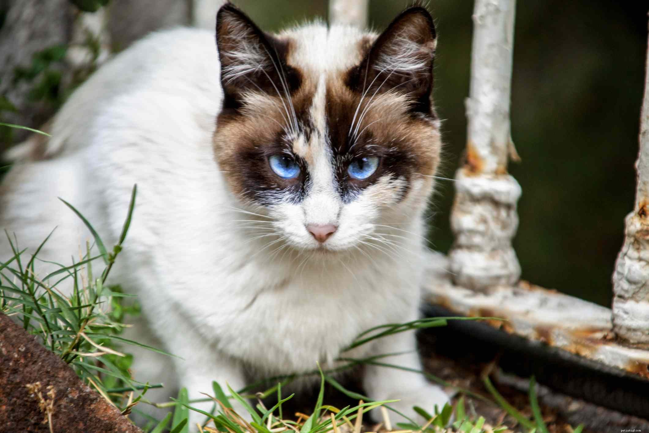 Top 10 Cat Breeds with Stunning Blue Eyes