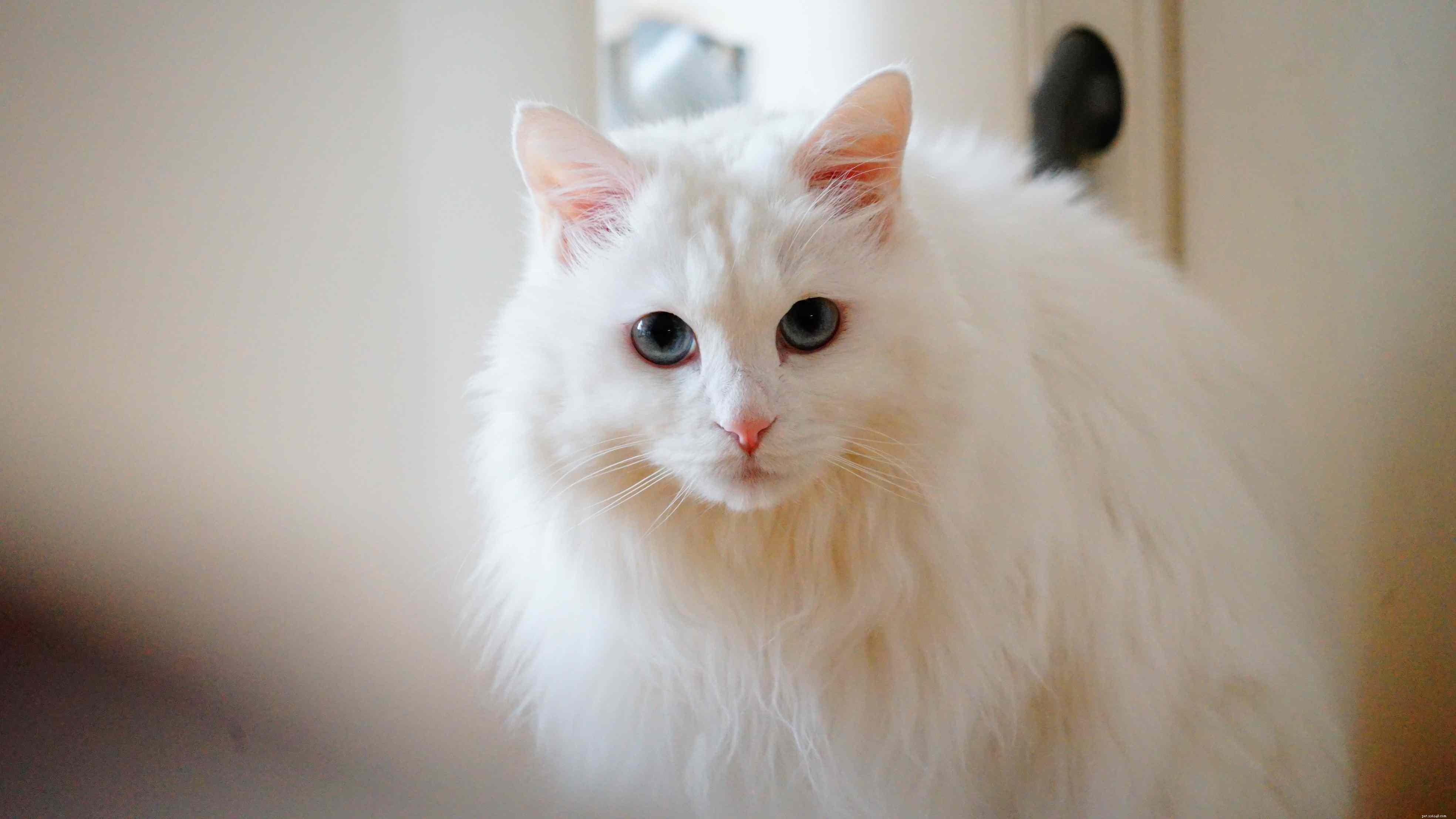 Top 10 Cat Breeds with Stunning Blue Eyes