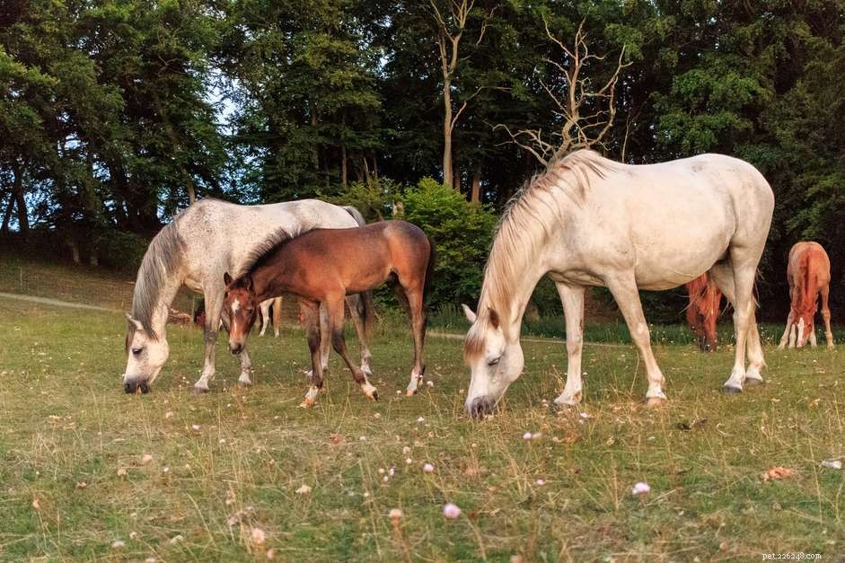 10 Essential Facts About Foals: What You Need to Know
