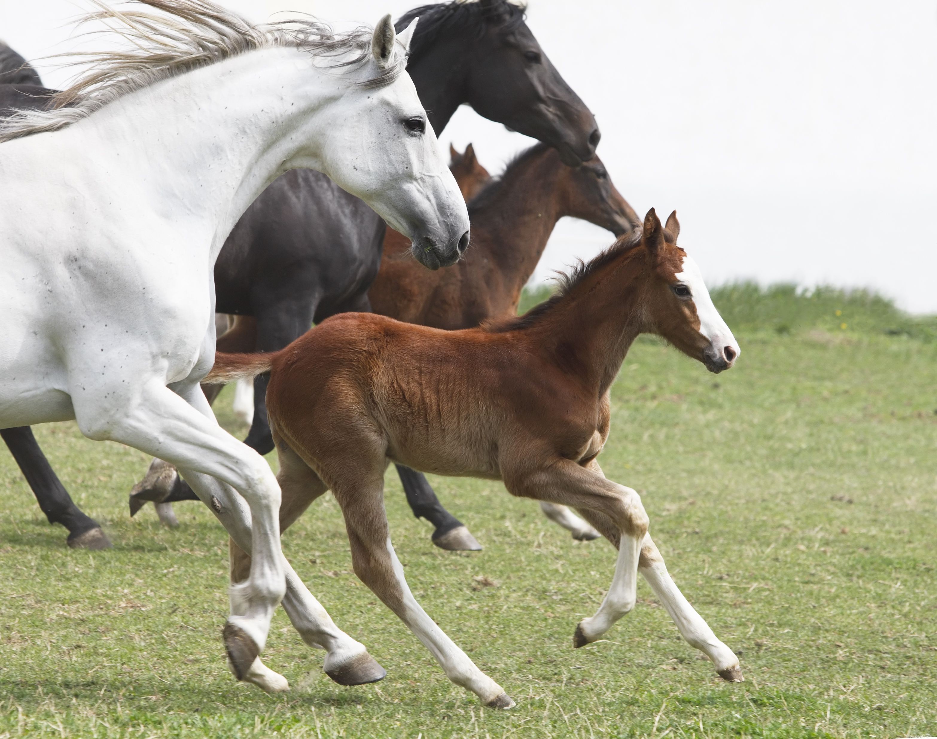10 Essential Facts About Foals: What You Need to Know