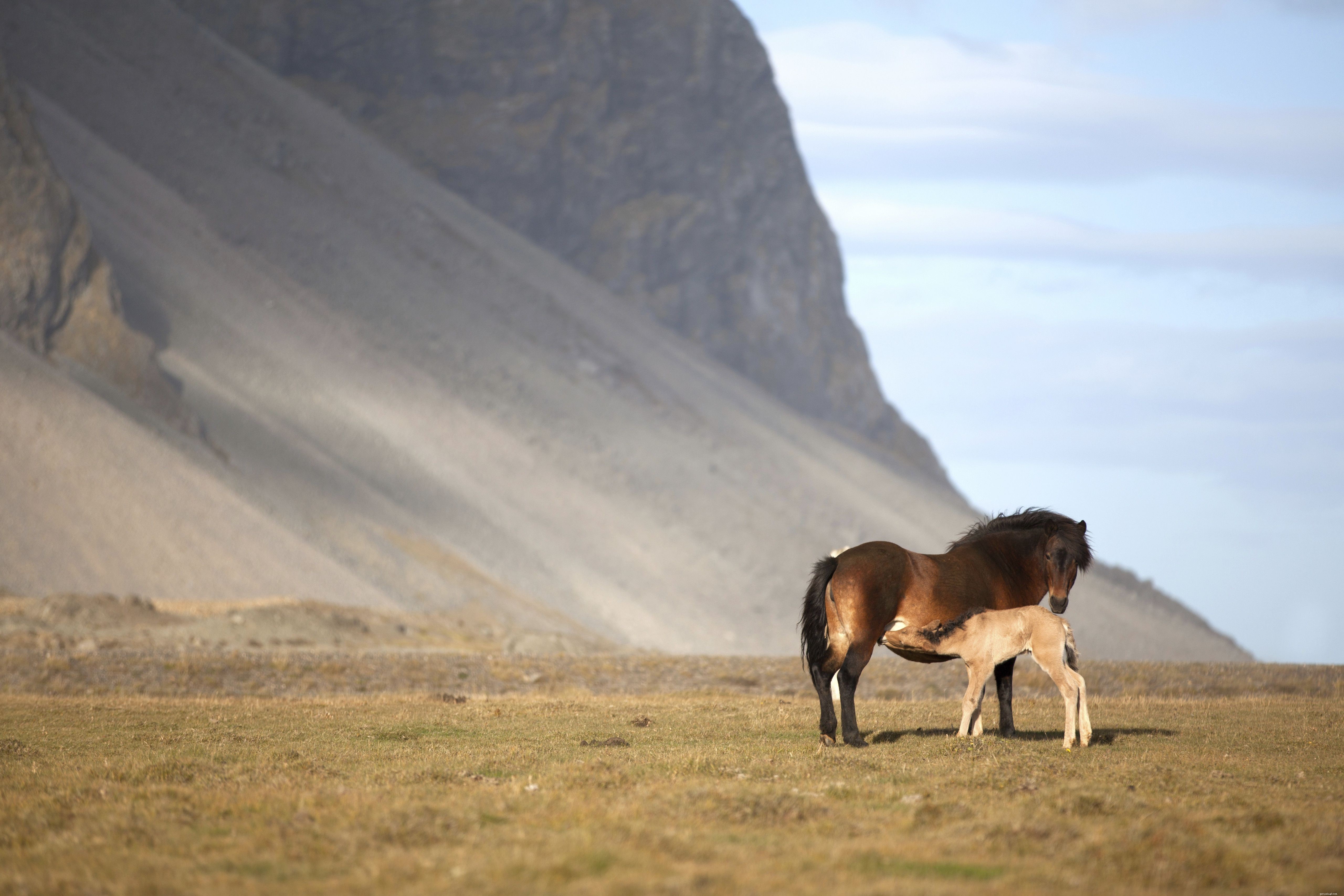 10 Essential Facts About Foals: What You Need to Know