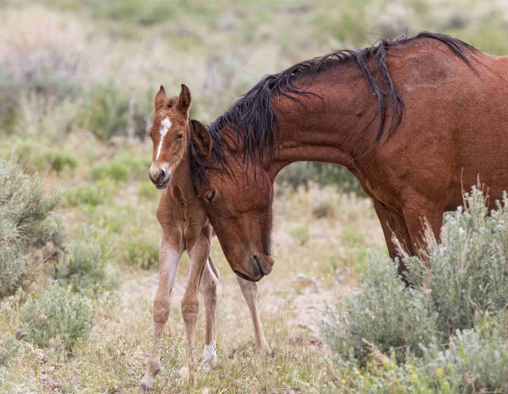 10 Essential Facts About Foals: What You Need to Know