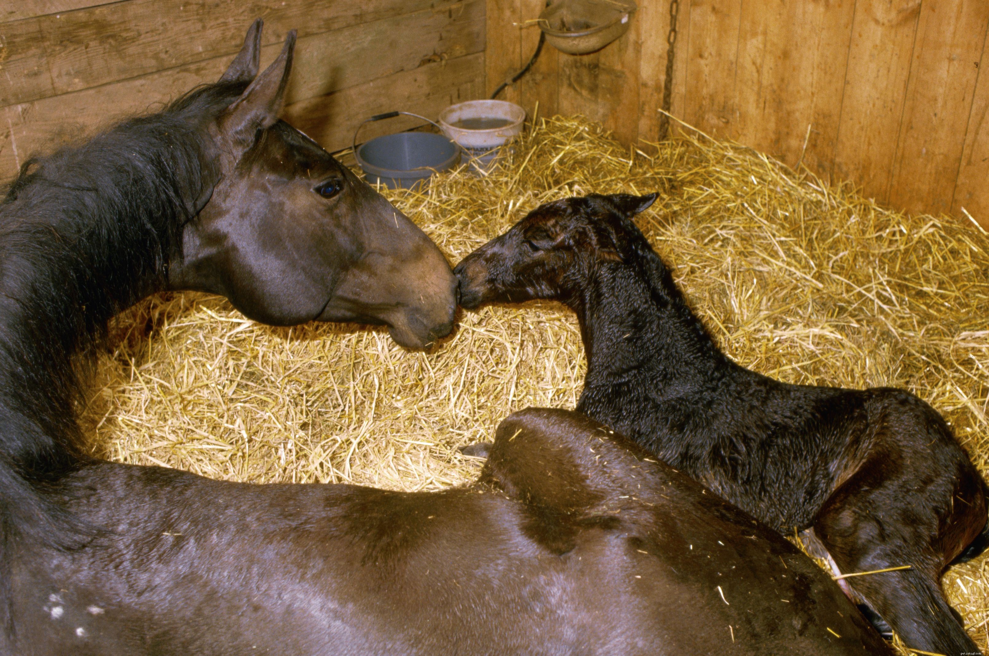 10 Essential Facts About Foals: What You Need to Know