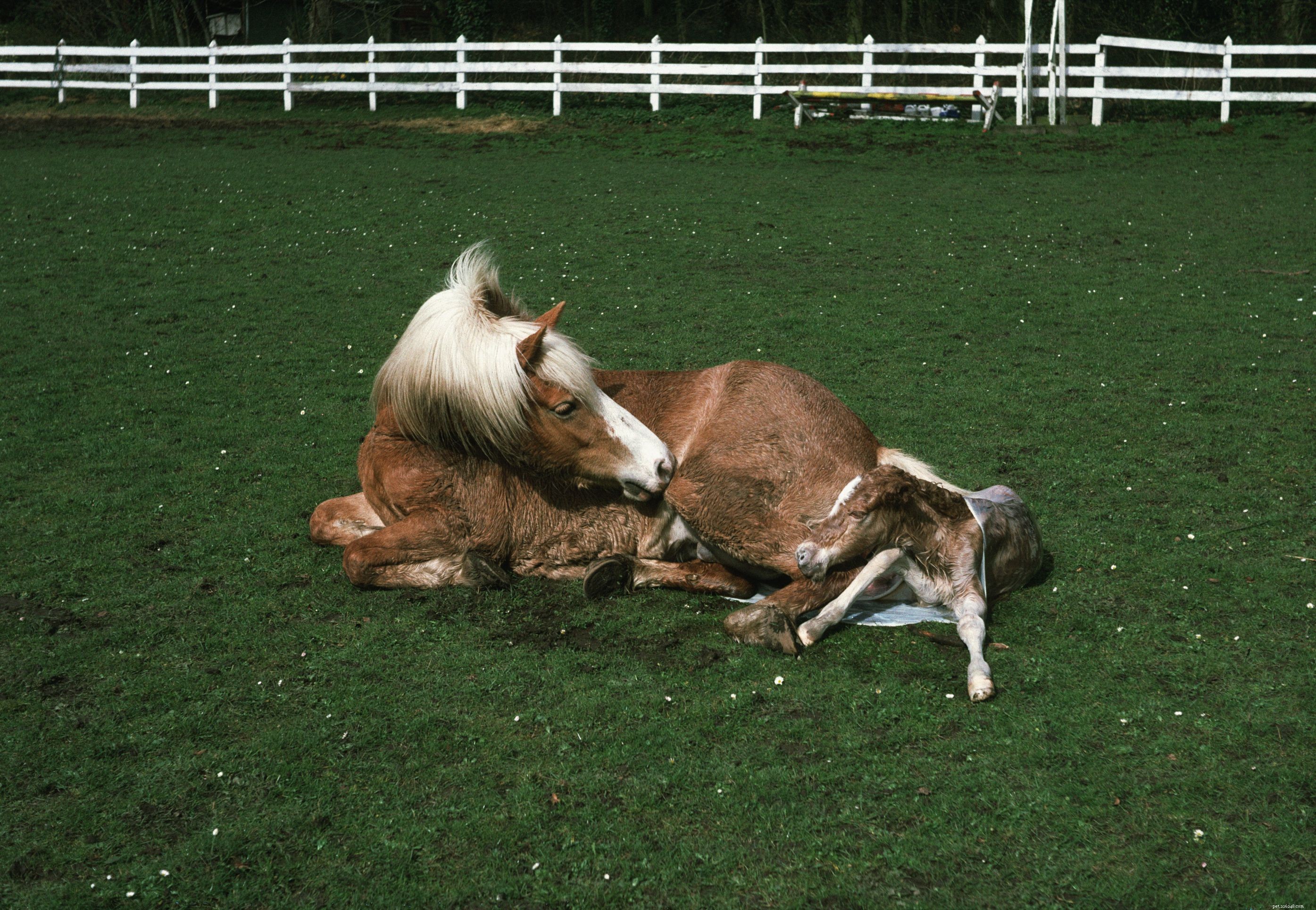 10 Essential Facts About Foals: What You Need to Know
