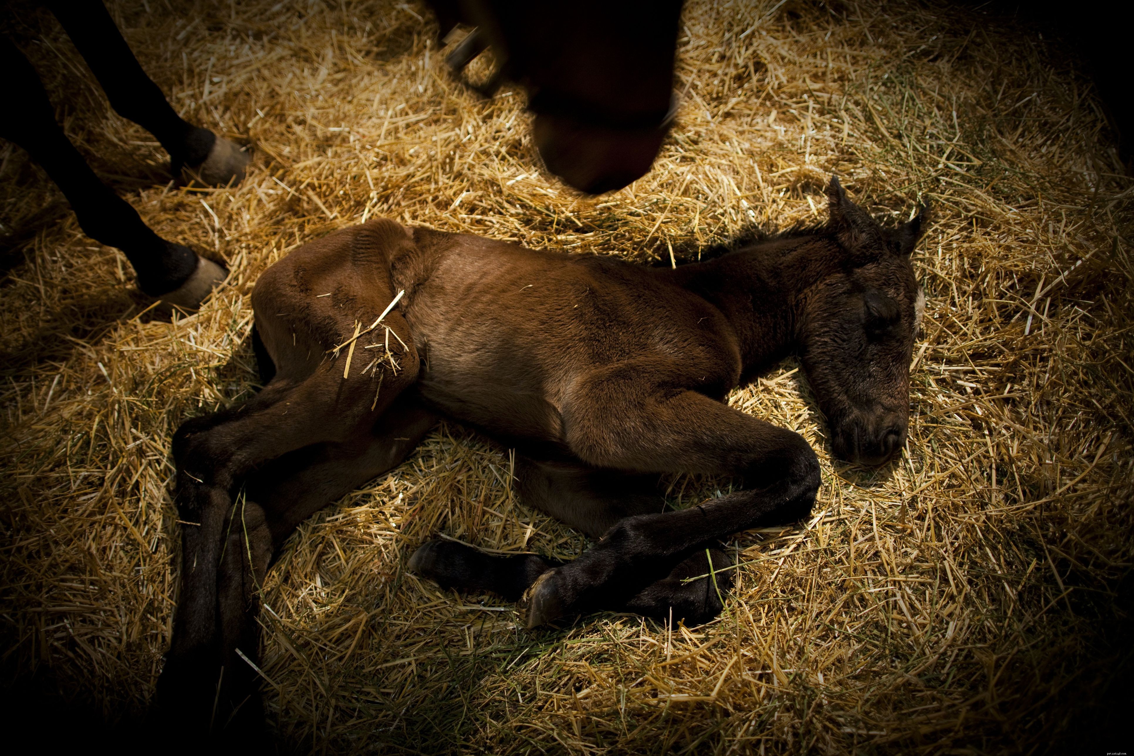 10 Essential Facts About Foals: What You Need to Know