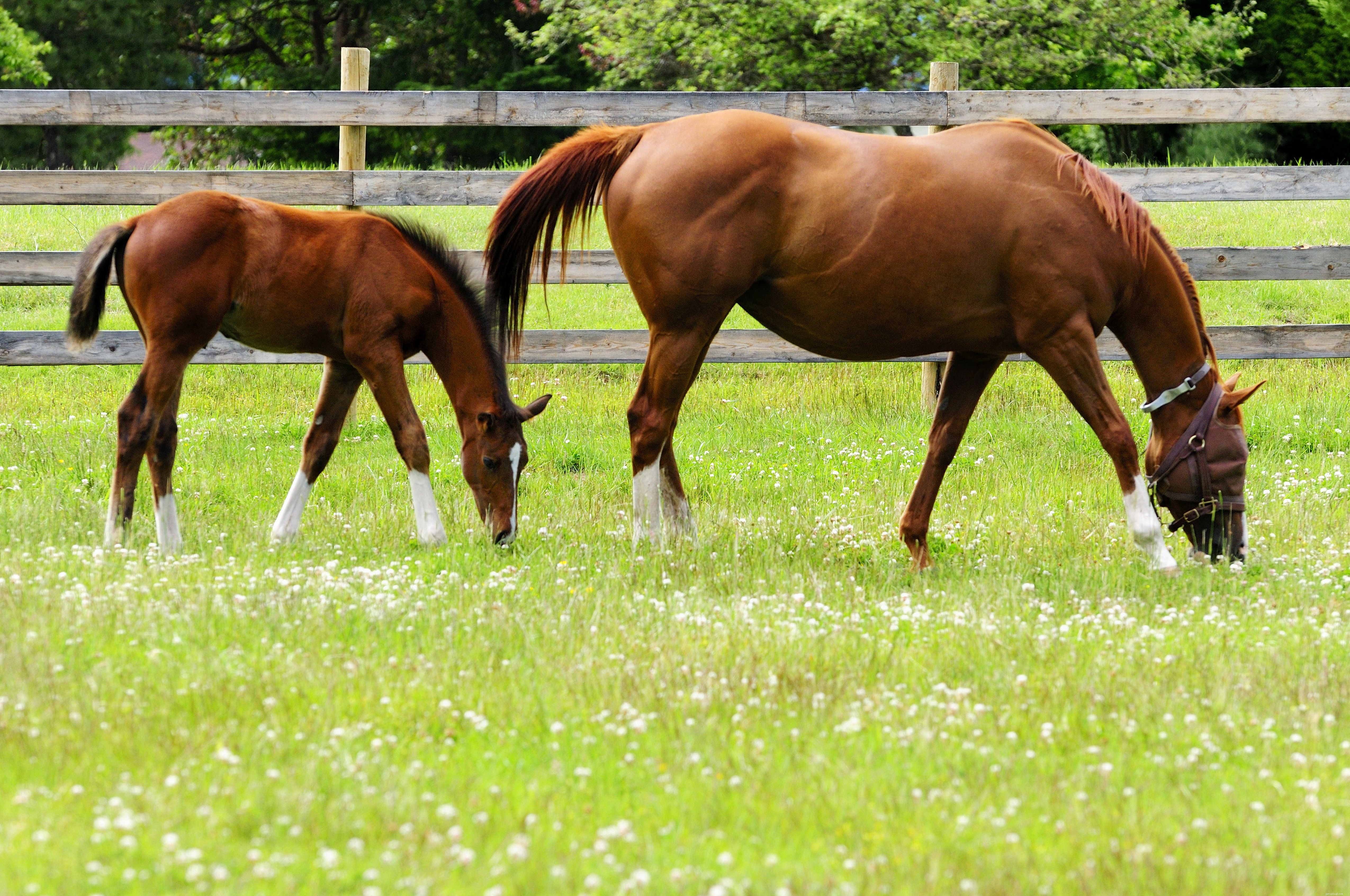 10 Essential Facts About Foals: What You Need to Know