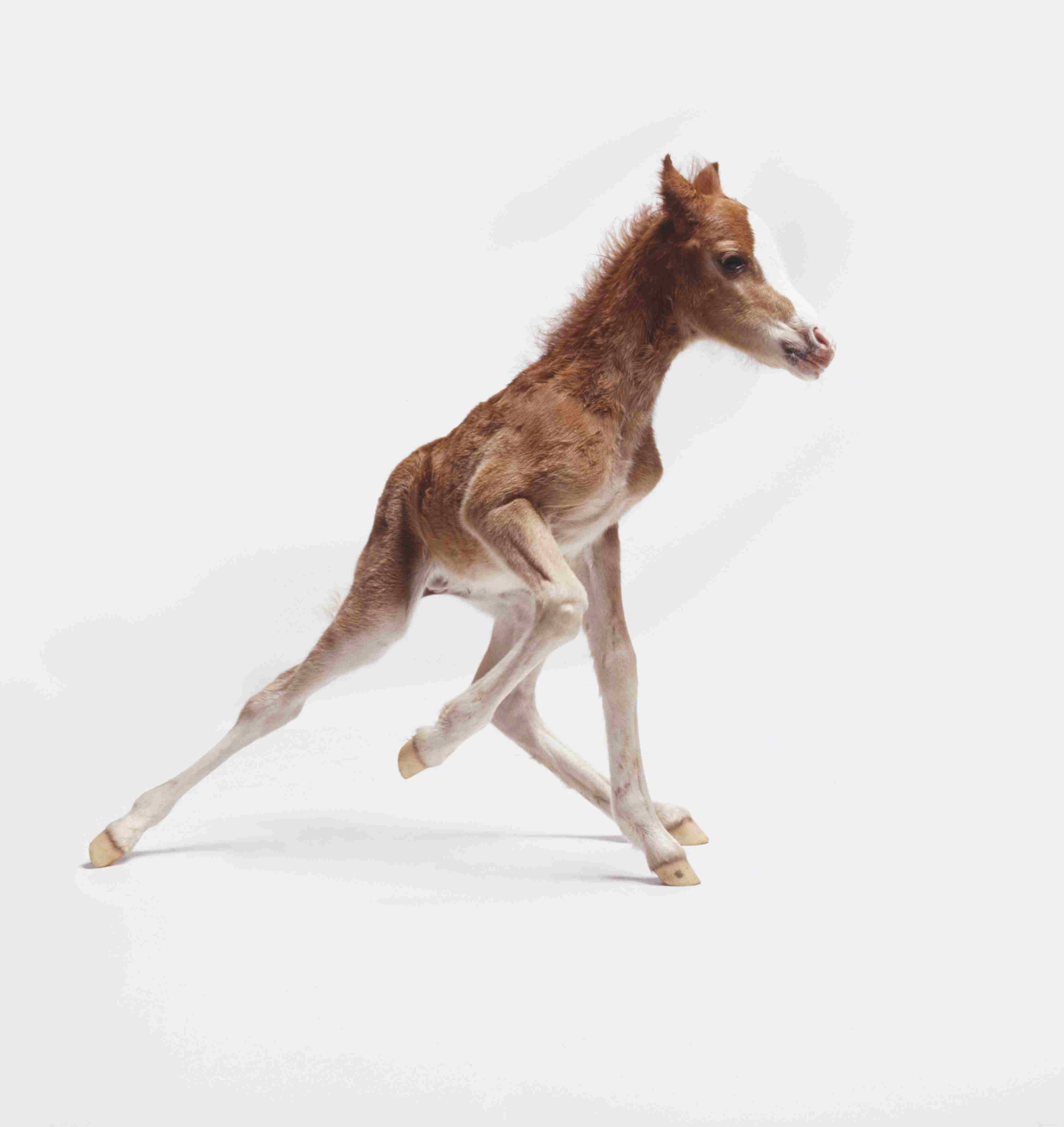 10 Essential Facts About Foals: What You Need to Know
