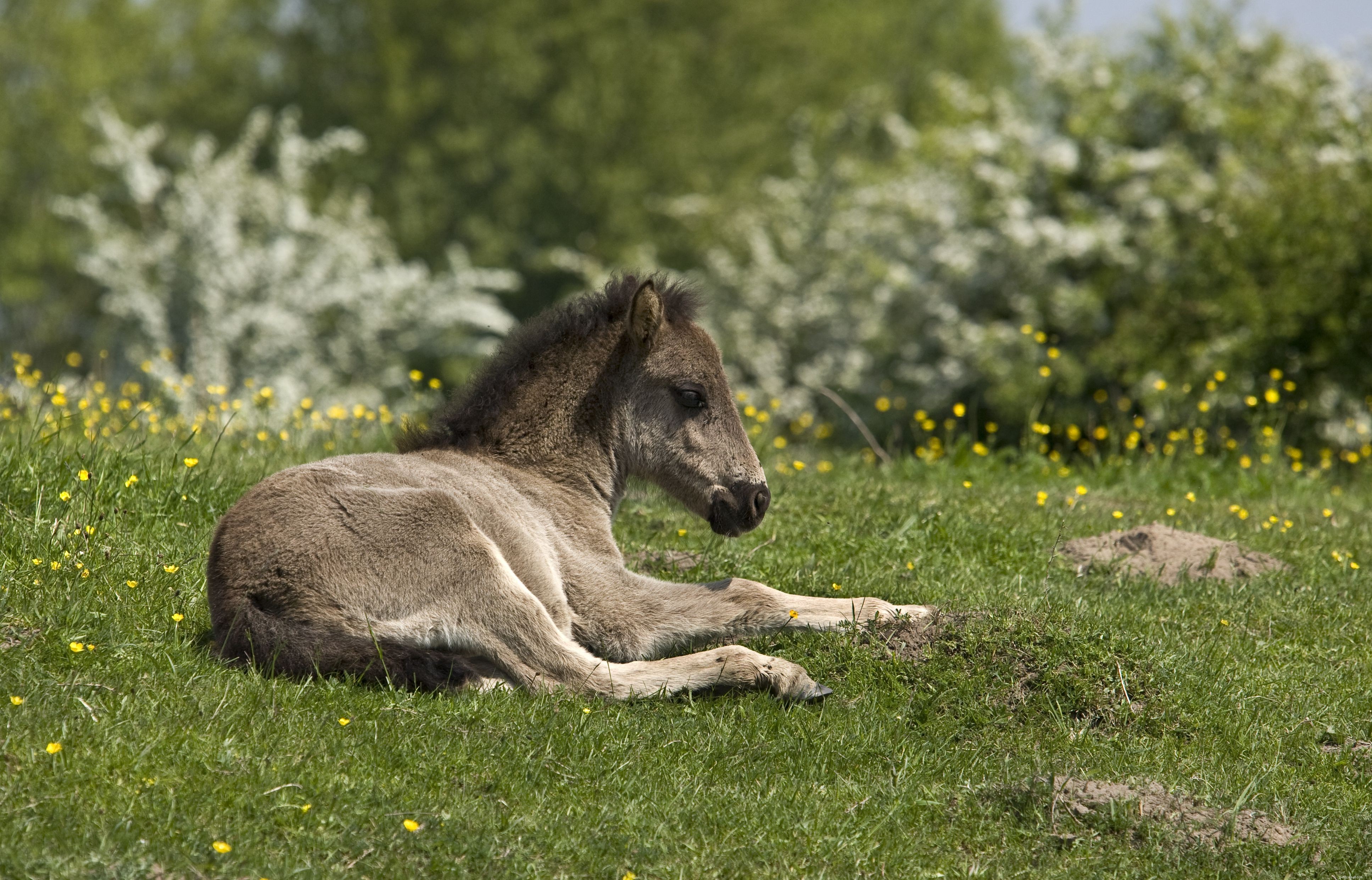 10 Essential Facts About Foals: What You Need to Know