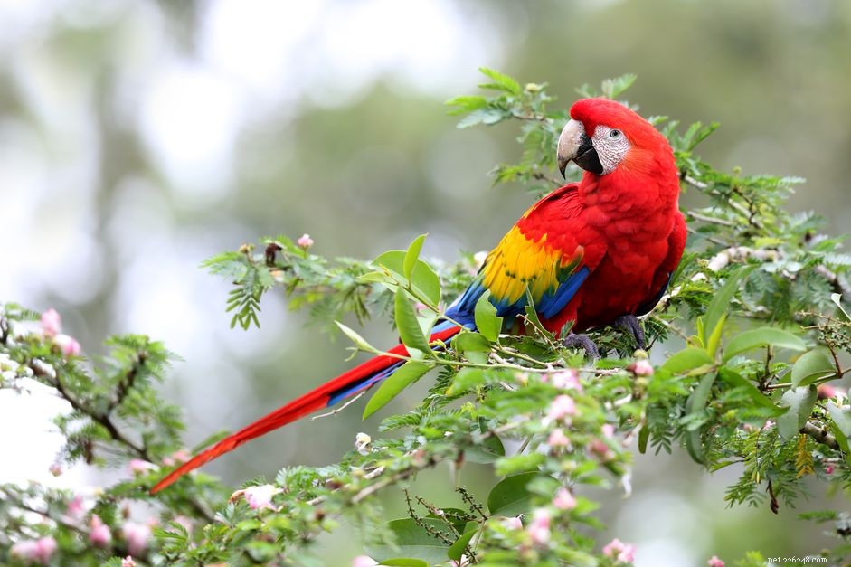5 Fascinating Facts About Macaws – Colors, Habits, and Conservation