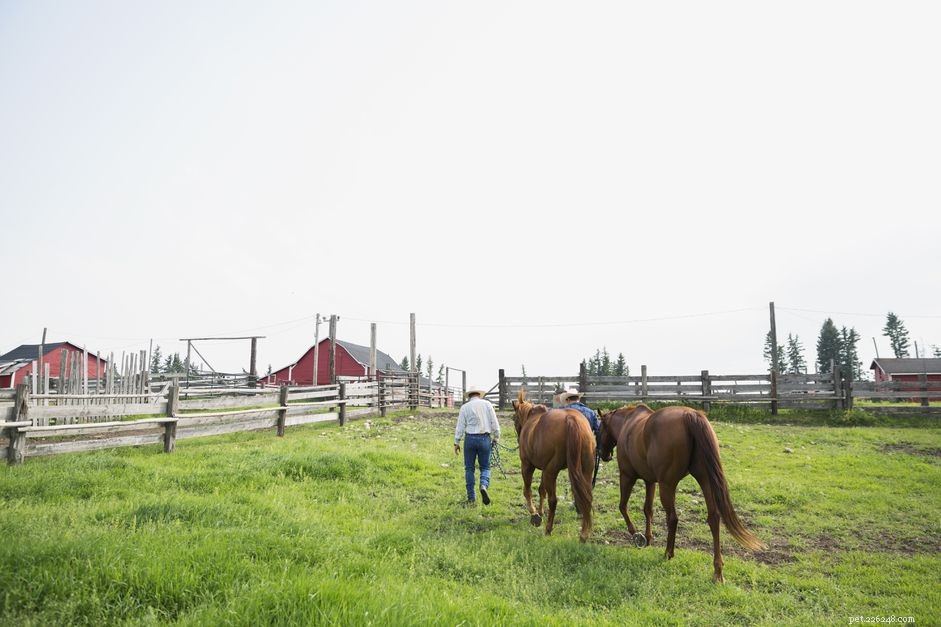 Guidelines for Riding Older Horses: Safe Workloads & Exercise Tips