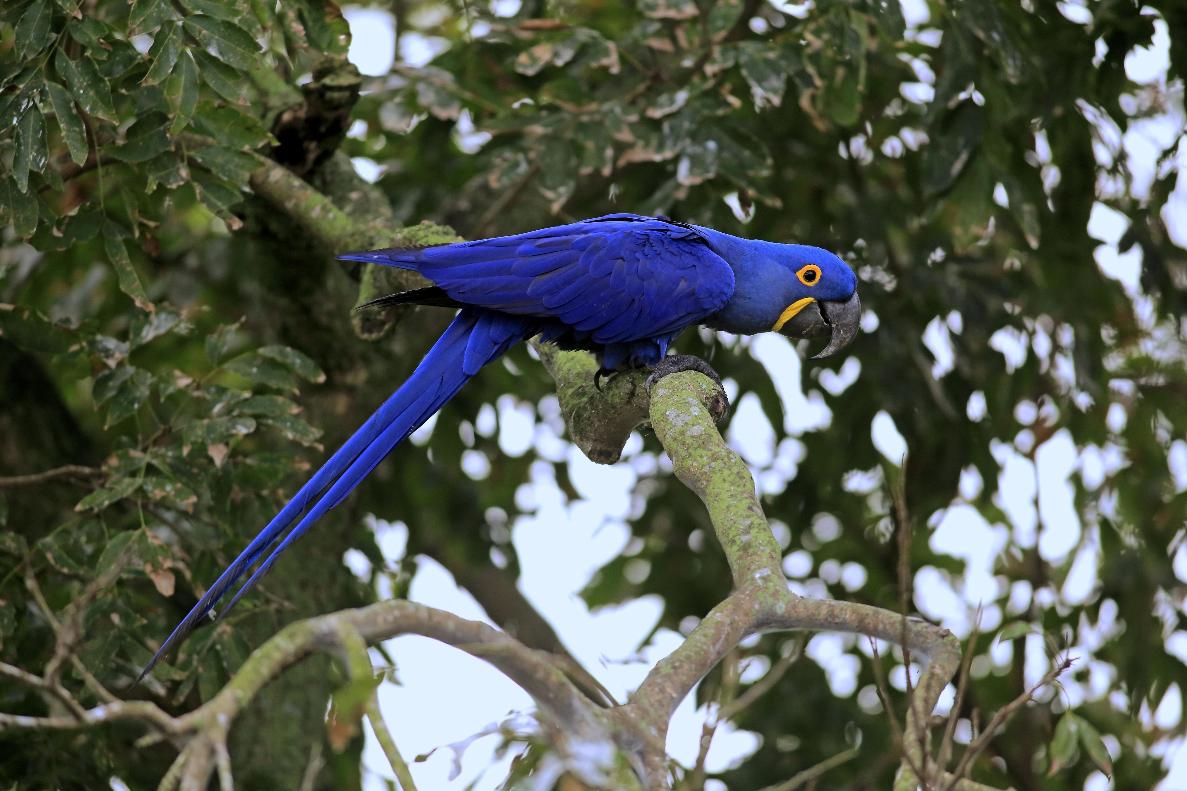 5 Fascinating Facts About Macaws – Colors, Habits, and Conservation