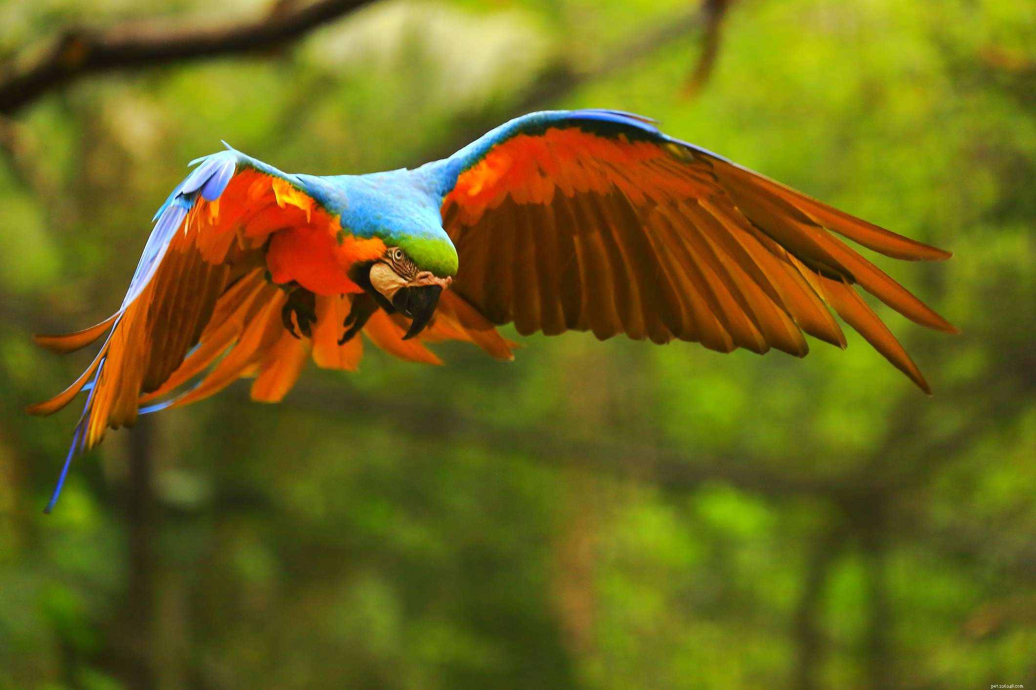 5 Fascinating Facts About Macaws – Colors, Habits, and Conservation