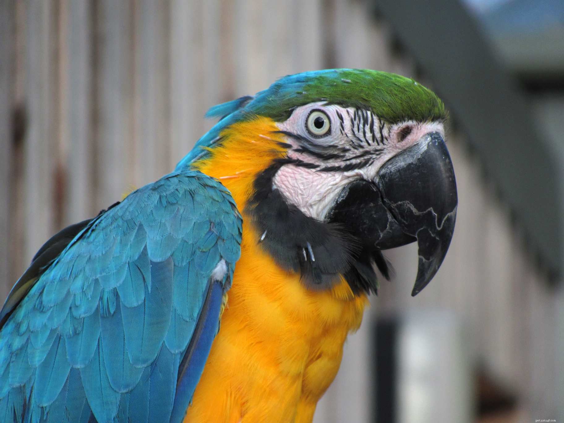 5 Fascinating Facts About Macaws – Colors, Habits, and Conservation