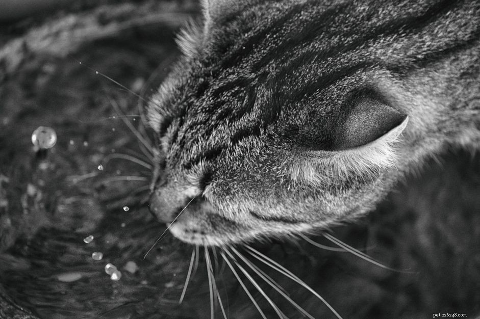 Understanding the Somogyi Effect in Pets: Managing Insulin Overdose in Diabetic Dogs and Cats