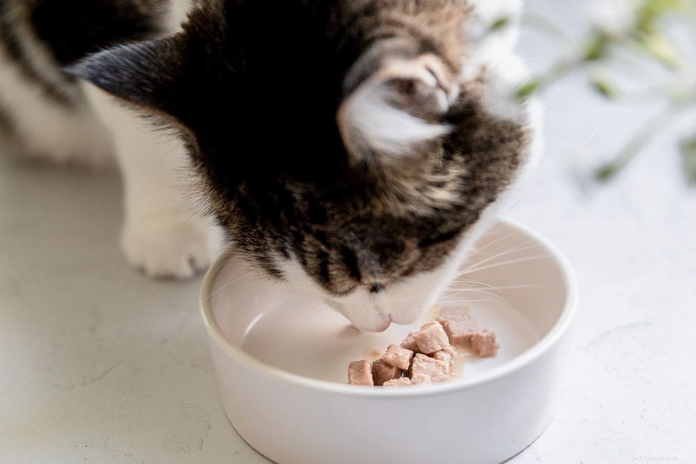 Urgent Guide: How to Help Your Cat If It Can’t Urinate