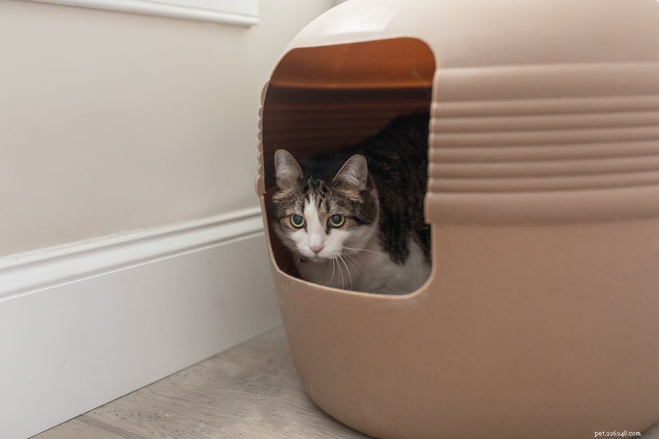 Urgent Guide: How to Help Your Cat If It Can’t Urinate