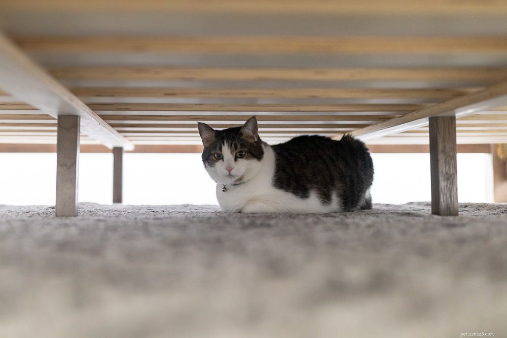 Urgent Guide: How to Help Your Cat If It Can’t Urinate