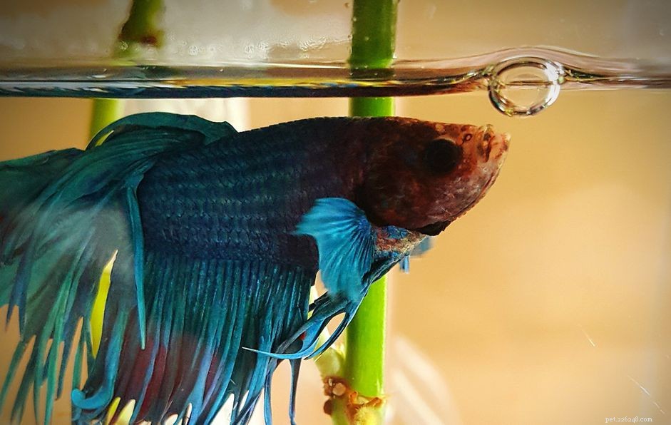 How to Choose Sponge Filters for Your Aquarium: When and Why