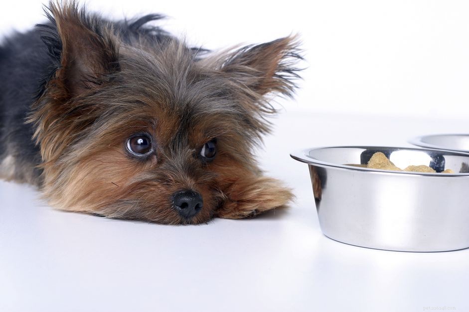 Understanding Canine Liver Disease: Symptoms, Causes, and Treatment Options