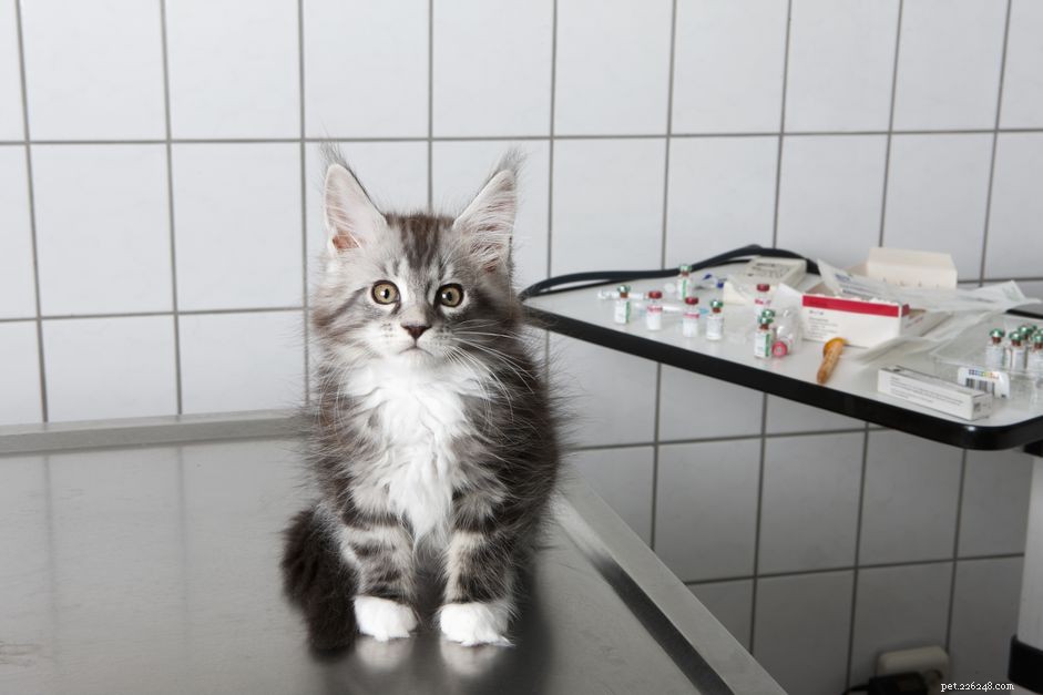 Understanding and Managing Cystitis in Cats: Symptoms, Treatment, and Care