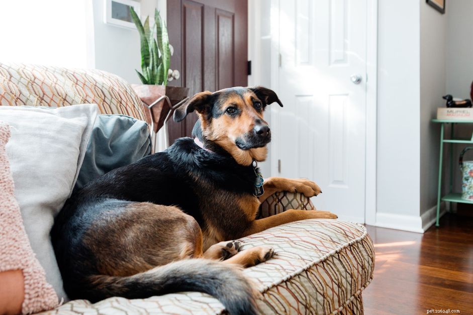Teach Your Dog the  Off  Command: A Clear, Step‑by‑Step Guide
