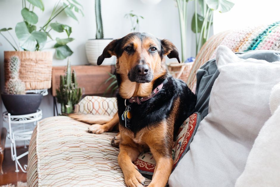 Why Your Dog Stares at You (And What It Means)