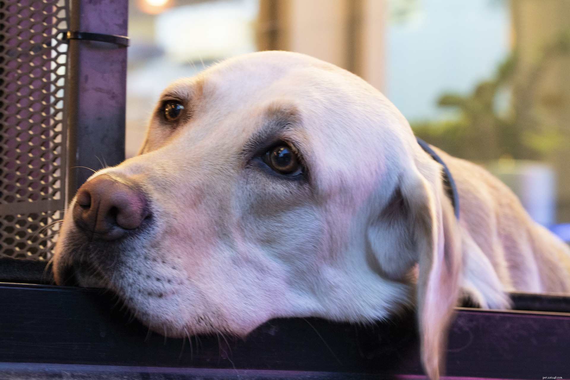 Why Your Dog Stares at You (And What It Means)