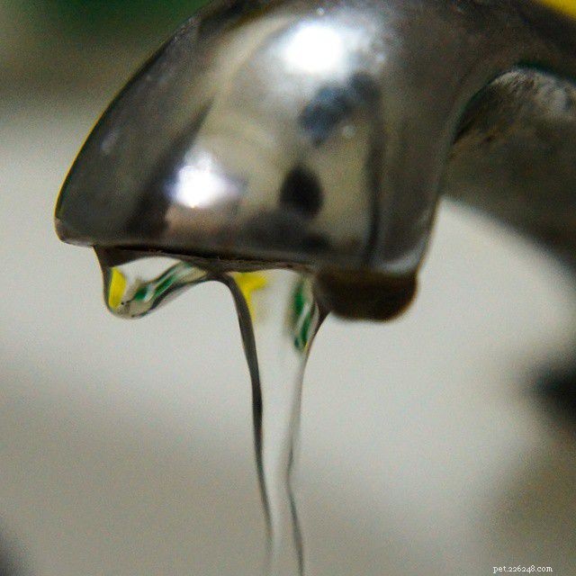 Safely Removing Chloramines from Tap Water: A Guide for Aquarists