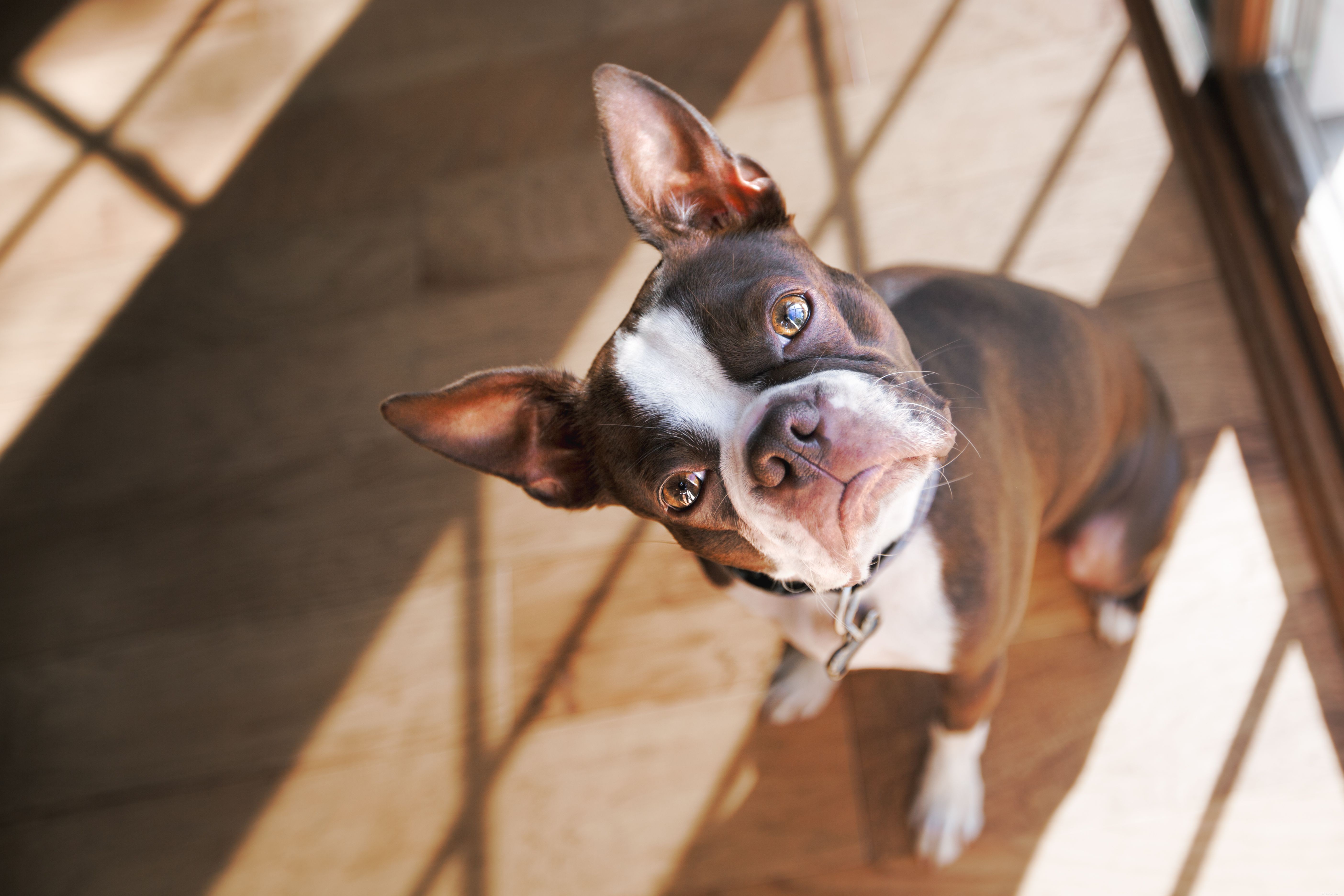 Why Your Dog Stares at You (And What It Means)