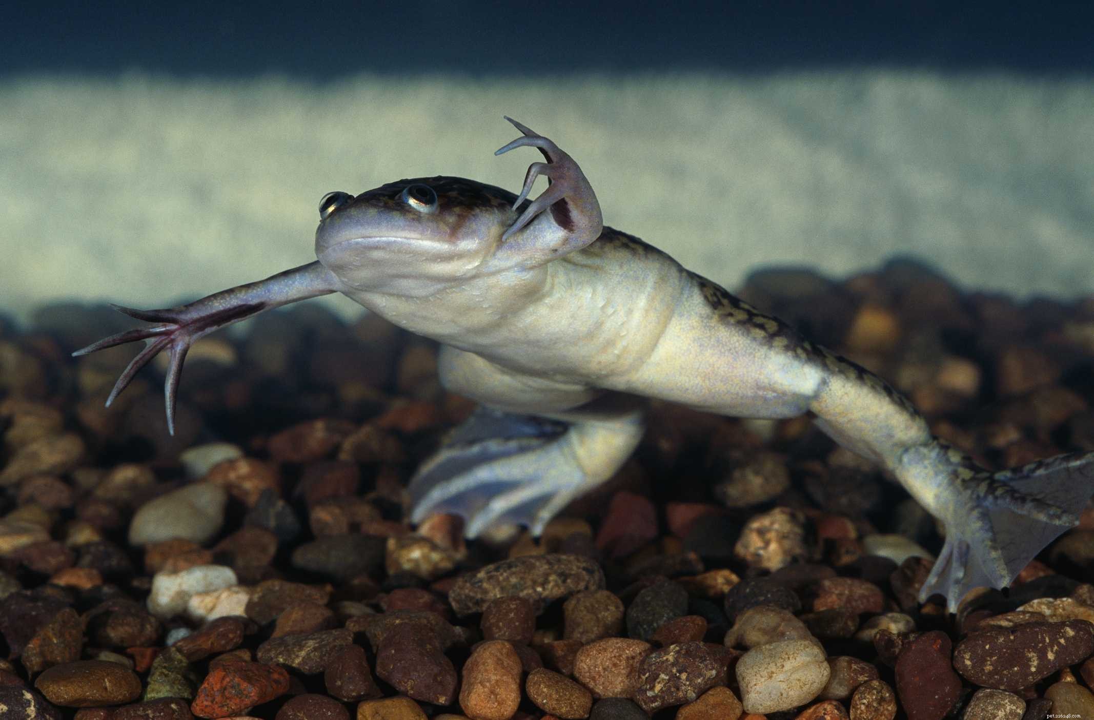 The Complete Guide to Exotic Pet Types and Their Care