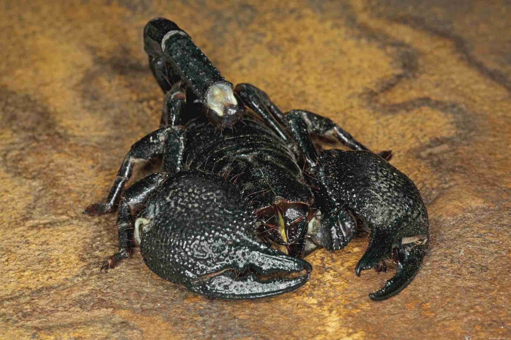 The Complete Guide to Exotic Pet Types and Their Care
