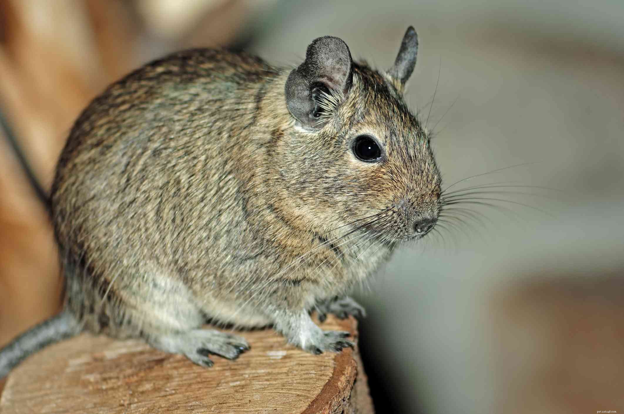 The Complete Guide to Exotic Pet Types and Their Care
