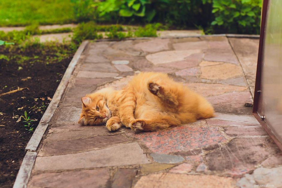 10 Remarkable Bobtail Cat Breeds You Should Know