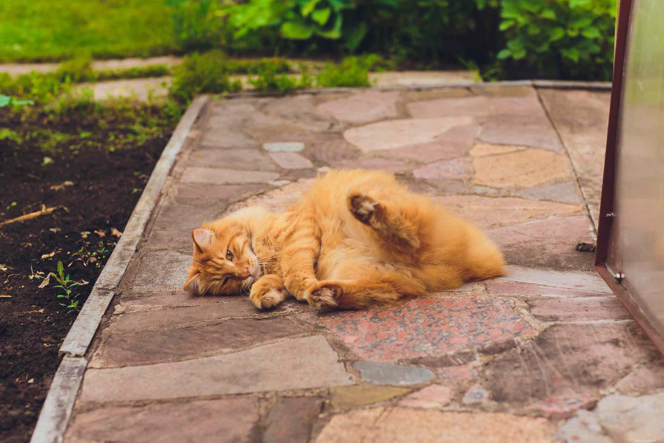 10 Remarkable Bobtail Cat Breeds You Should Know