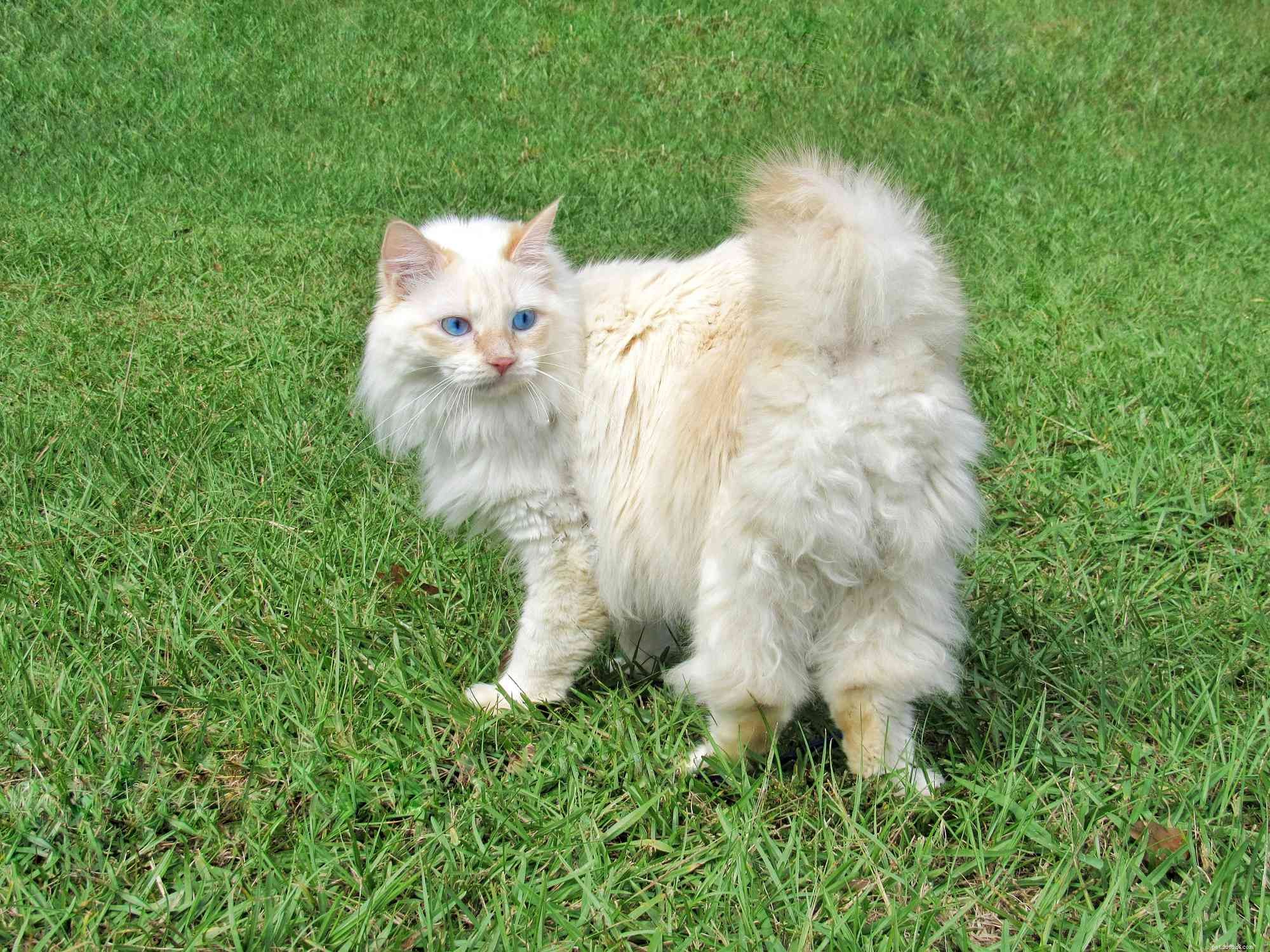 10 Remarkable Bobtail Cat Breeds You Should Know