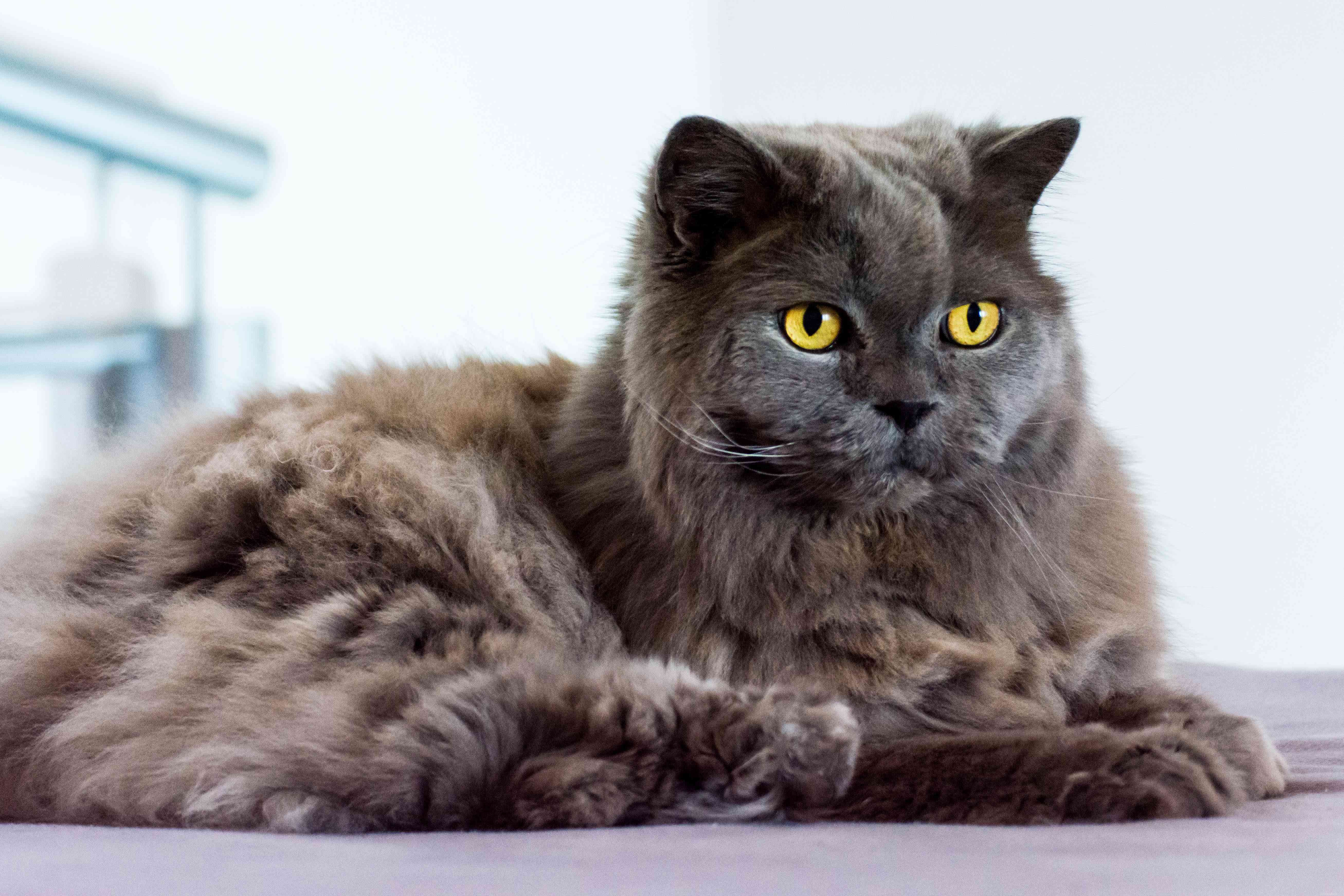 10 Remarkable Bobtail Cat Breeds You Should Know