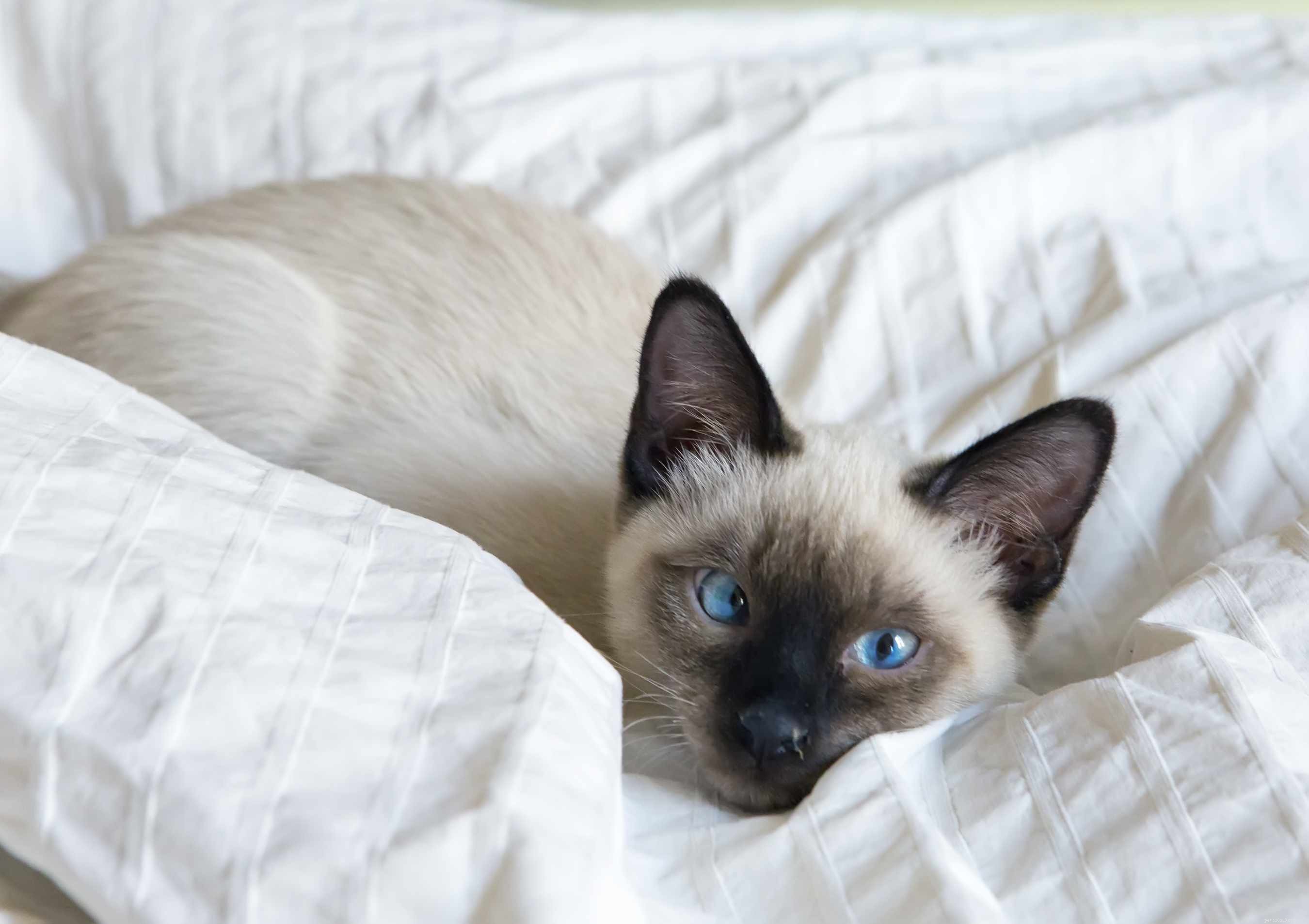 10 Remarkable Bobtail Cat Breeds You Should Know