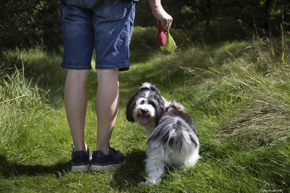 Top Proven Methods for Safe and Eco‑Friendly Dog Poop Disposal
