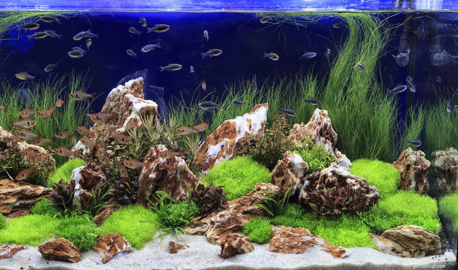 Aquascaping 101: Create Stunning Underwater Landscapes With Live Plants & Natural Elements