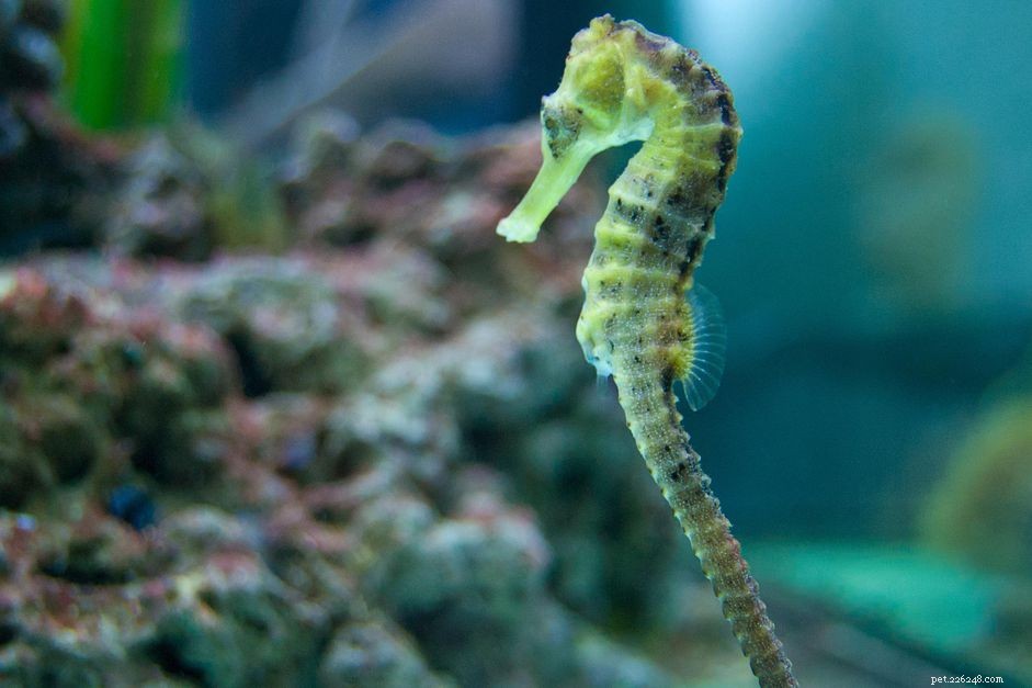 Keeping Seahorses in Saltwater Aquariums: Proven Tips for Long-Term Success