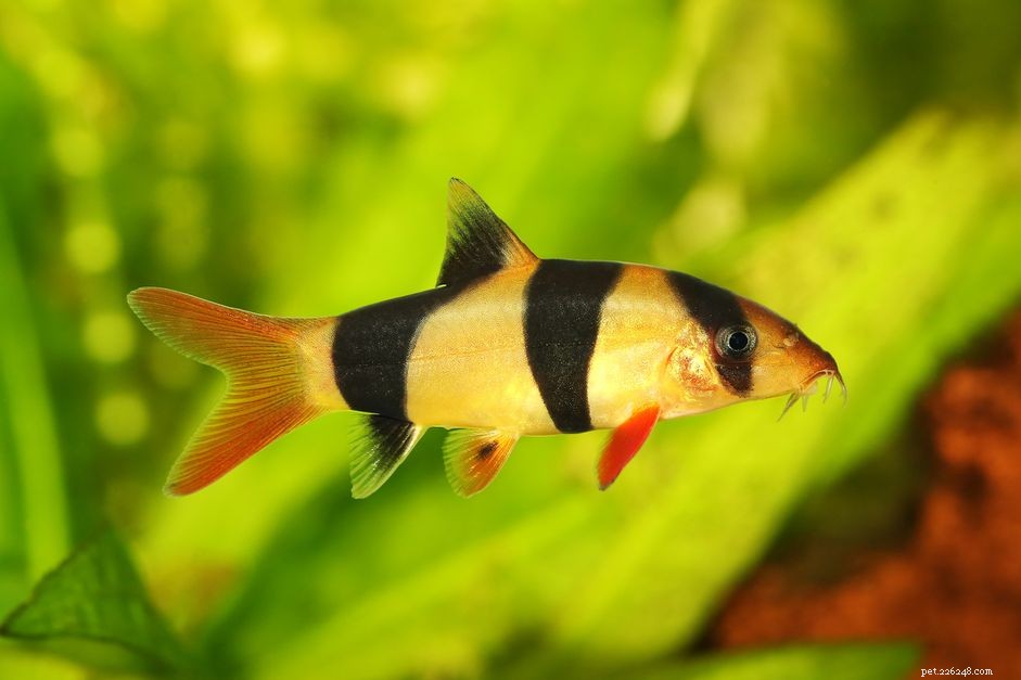 Clown Loach (Chromobotia macracanthus): Comprehensive Species Guide