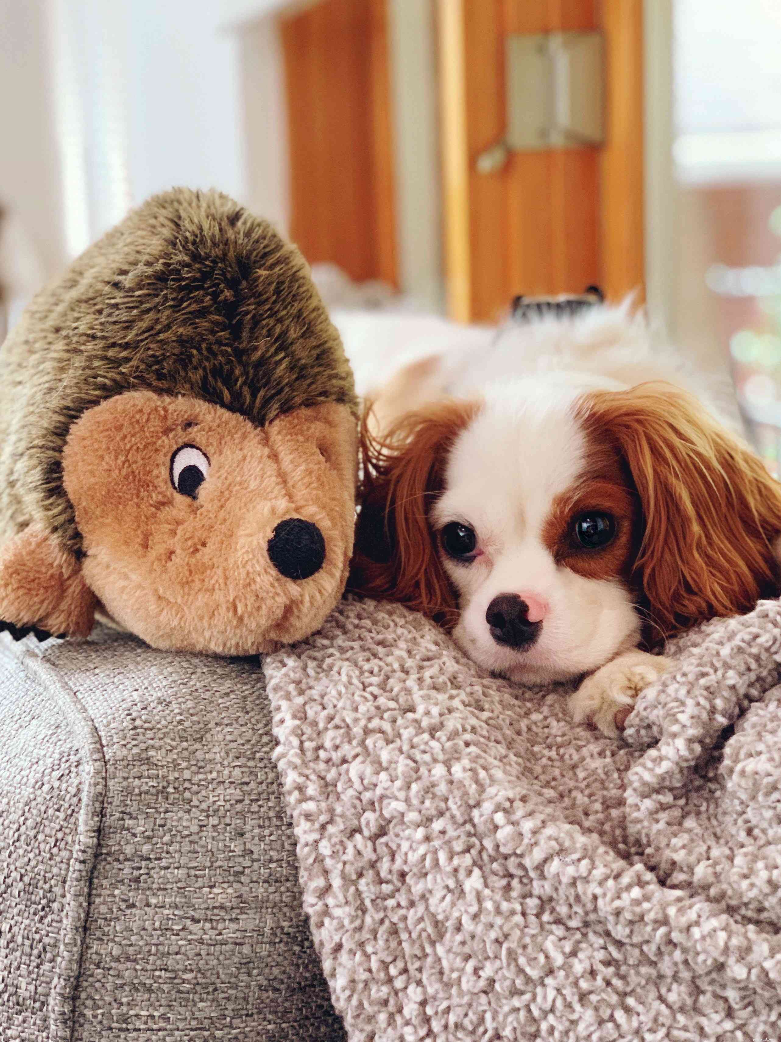 The Surprising Science Behind Pets’ Favorite Unusual Toys