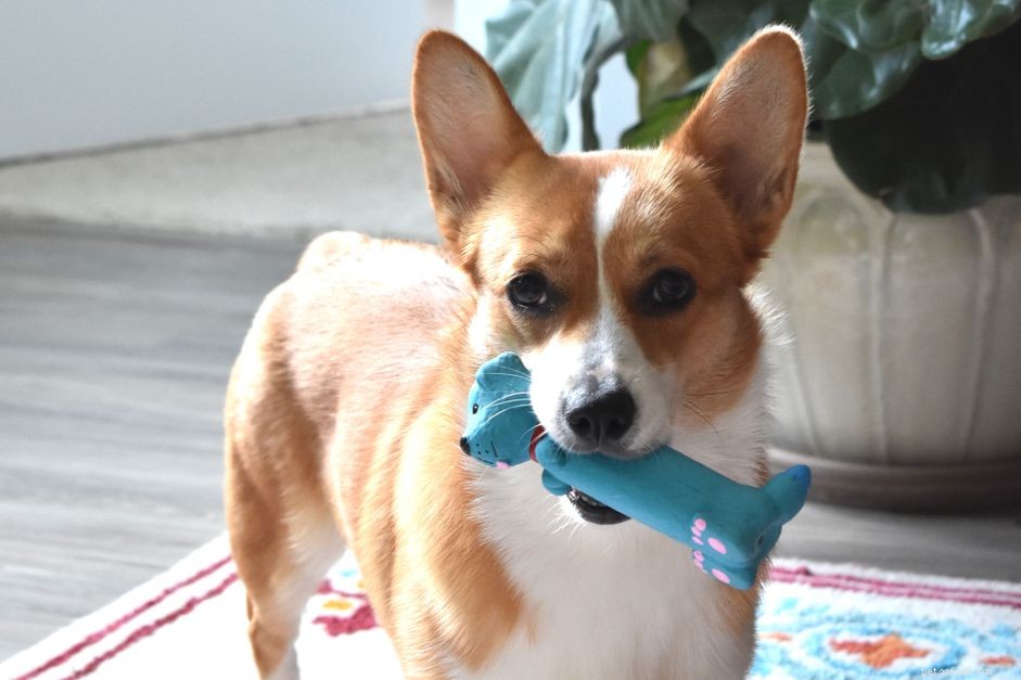 The Surprising Science Behind Pets’ Favorite Unusual Toys