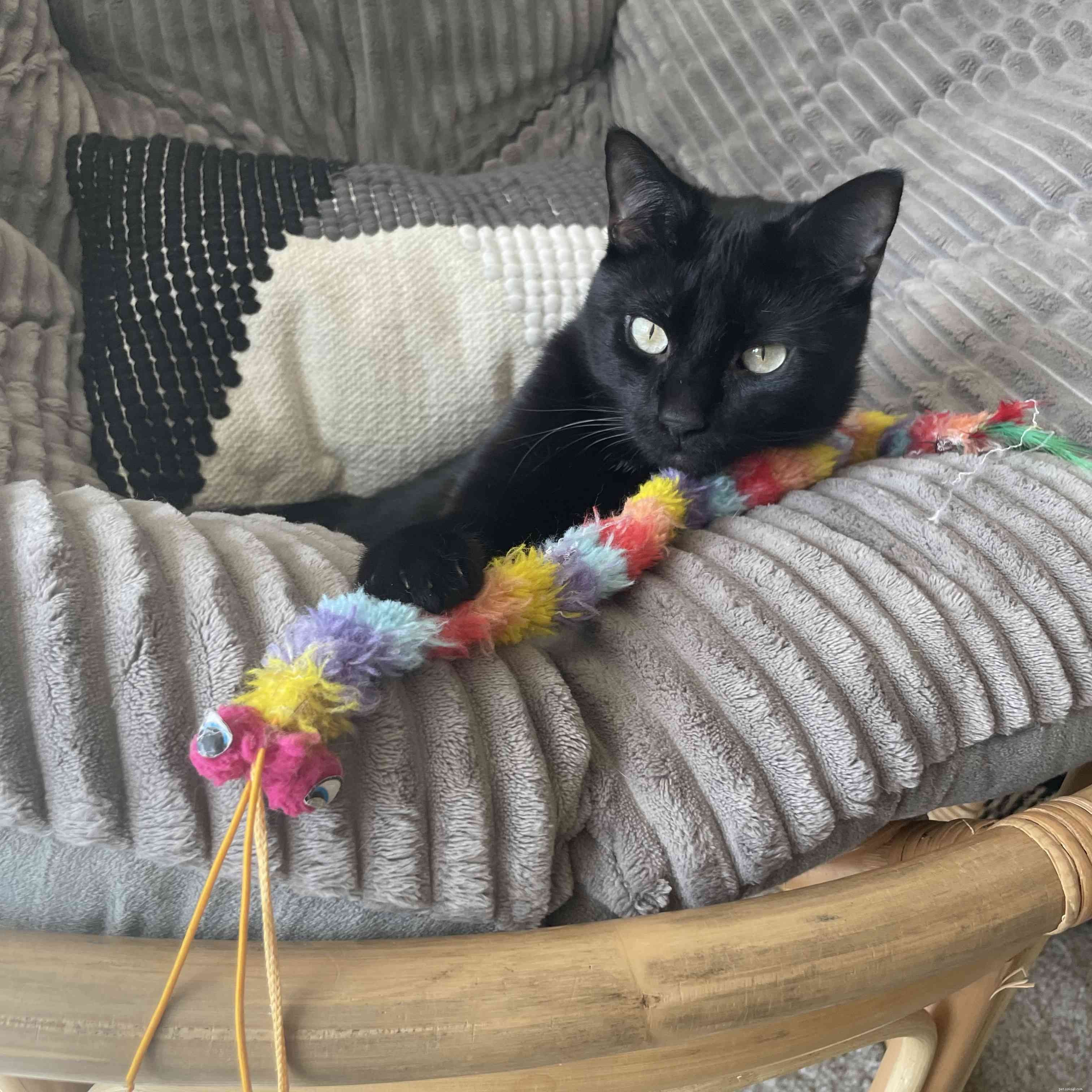 The Surprising Science Behind Pets’ Favorite Unusual Toys