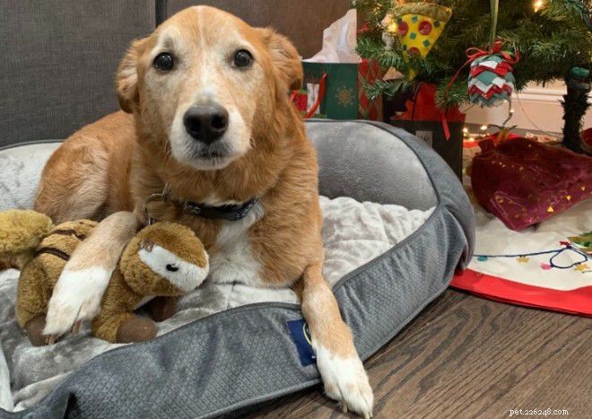 The Surprising Science Behind Pets’ Favorite Unusual Toys