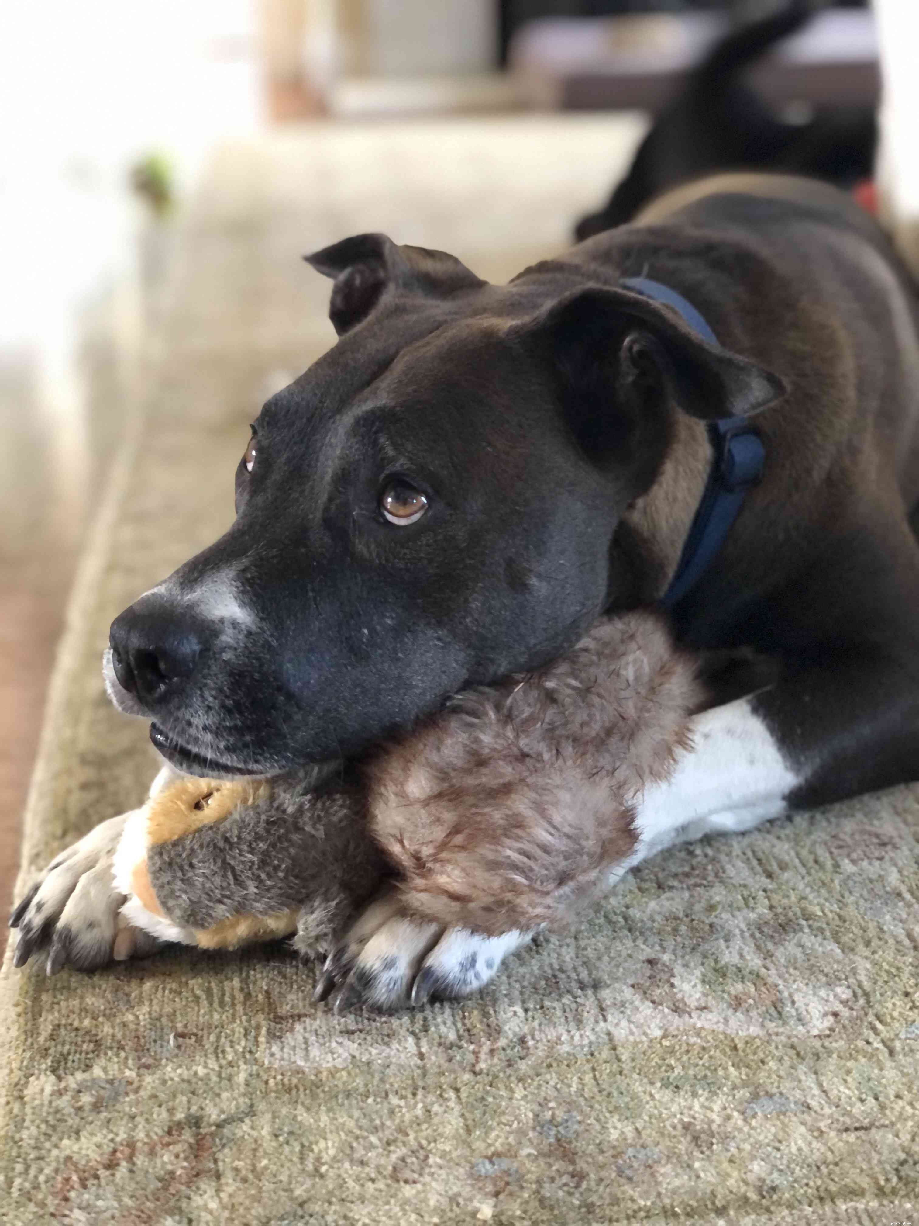 The Surprising Science Behind Pets’ Favorite Unusual Toys