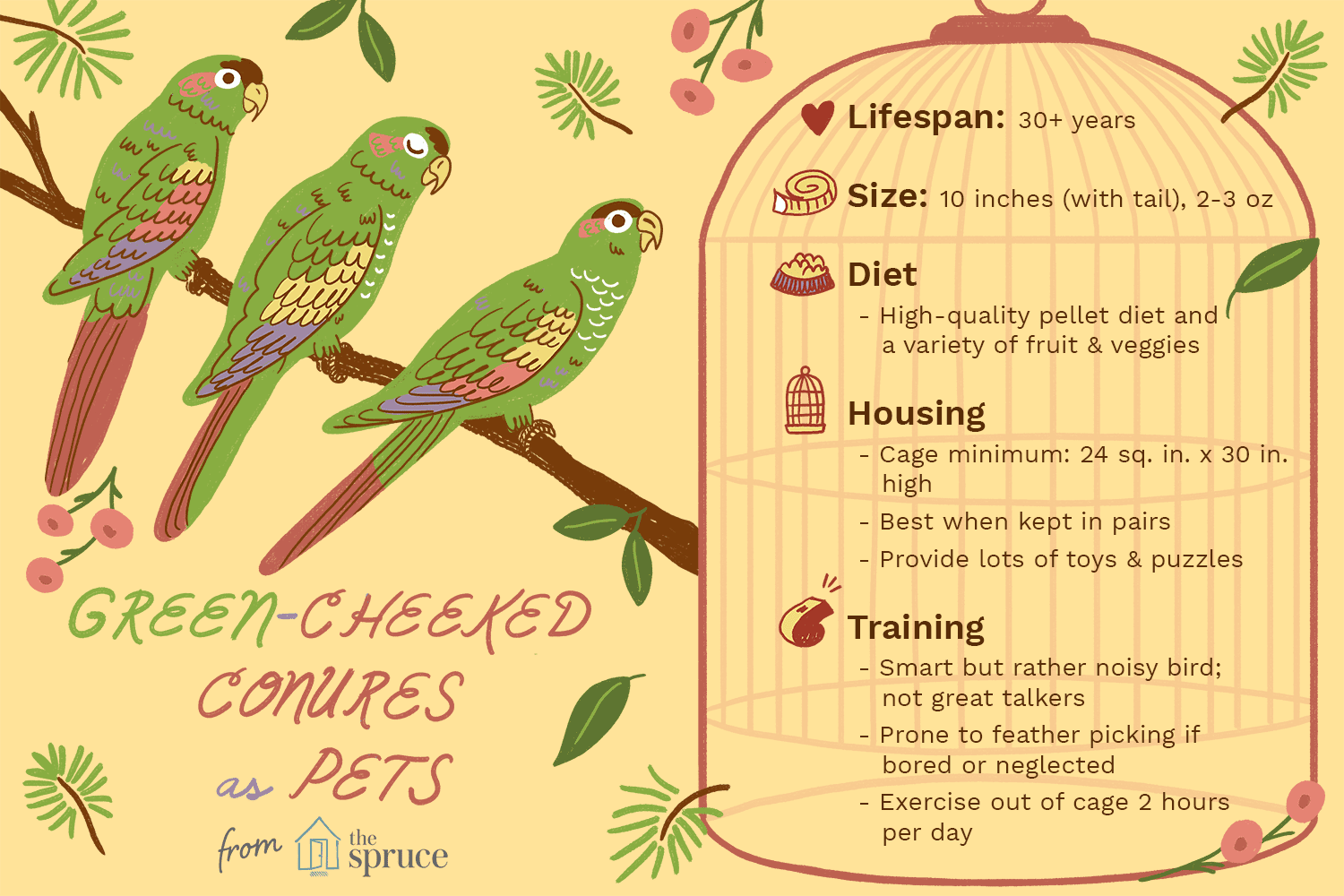 Green‑Cheeked Conure (Parakeet) – Comprehensive Species Guide