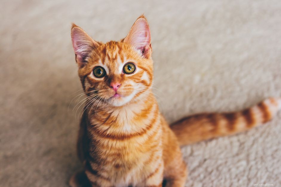 Understanding Cat Anemia: Causes, Symptoms, Diagnosis, and Treatment